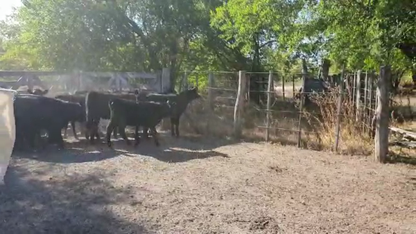 Lote 150 Terneras en Verónica, Buenos Aires