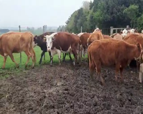 Lote 35 Vacas de Invernada HEREFORD 380kg - , San José