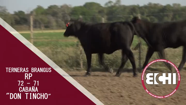 Lote TERNERAS BRANGUS CABAÑA DON TINCHO