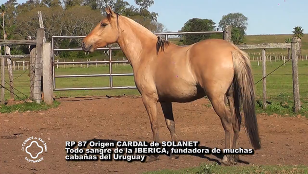 Lote CARDAIBER FAMILIERA