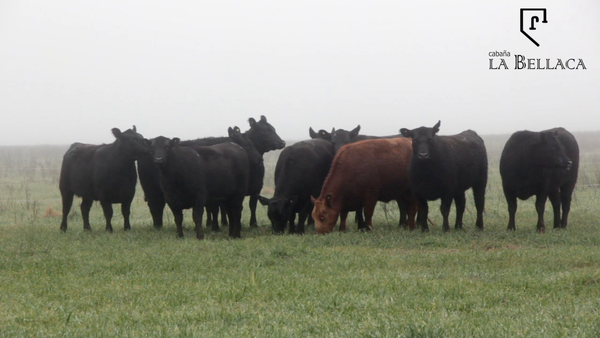 Lote VAQUILLONAS ANGUS MAS - LA BELLACA