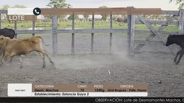 Lote DESM MACHOS CBO 5