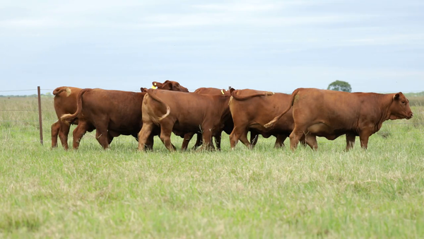 Lote Vaquilla Para Servicio