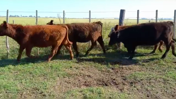 Lote 72 TERNS MACHOS, PEHUAJO, PCIA. DE BS. AS.
