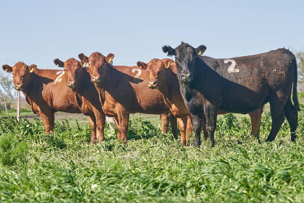 Lote "ME KEN" VAQUILLAS P.C Con Servicio