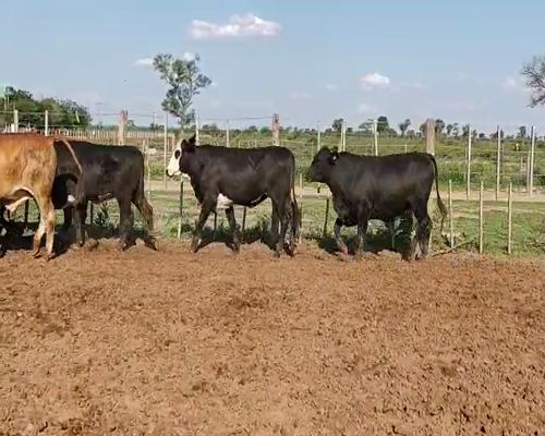 Lote 44 Novillitos en Tintina, Santiago del Estero