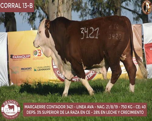 Lote Toro Braford Cabaña El Retiro