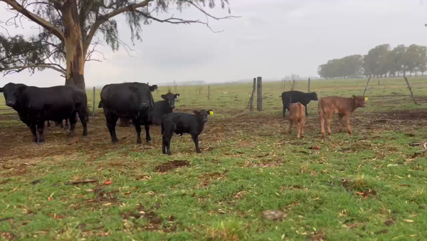 Lote 25 Vaquillonas C/ cria