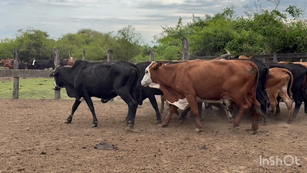 Lote 13 Vacas de invernar en Corrientes, San Luis del Palmar