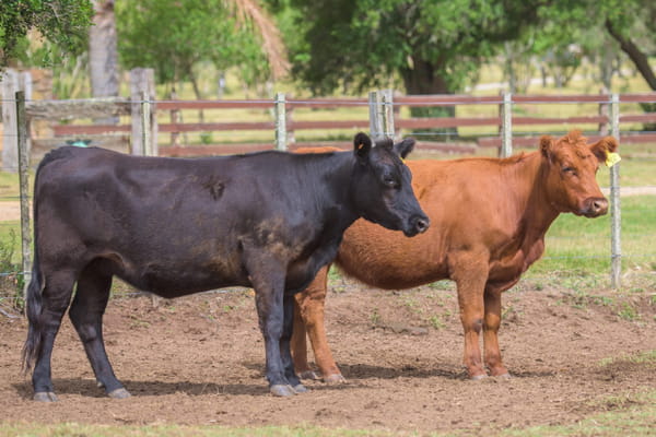 Lote 2 Terneras, Lavalleja