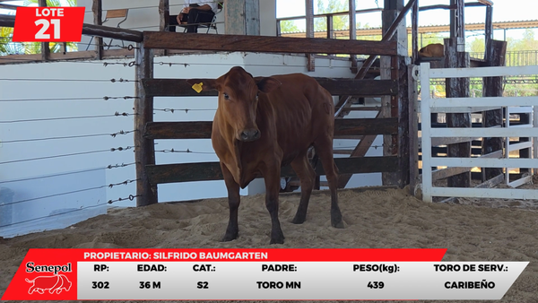 Lote LOTE 21