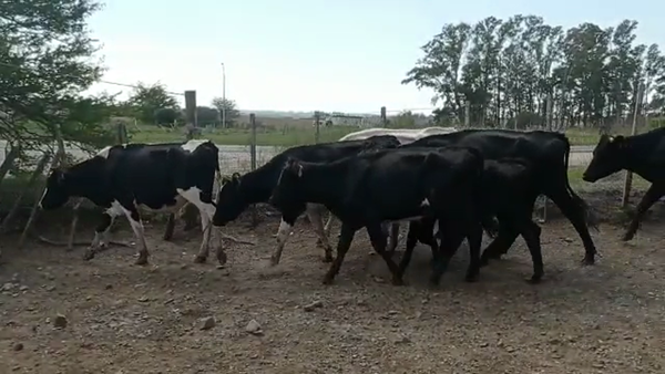 Lote 50 Novillos Holando