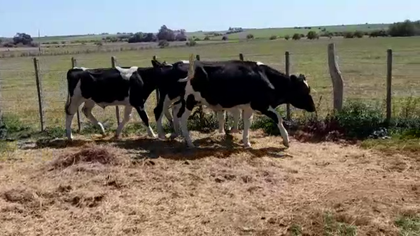 Lote (Vendido)3 Novillos Holando HOLANDO 290kg -  en SANTA ROSA