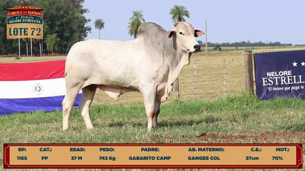Lote LOTE 72