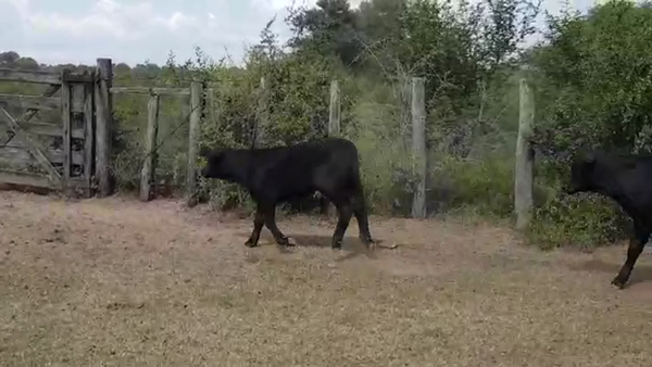 Lote 102 Terneros/as en Santa Sylvina, Chaco