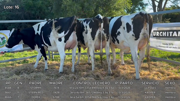 Lote Vacas