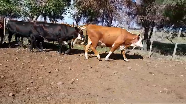 Lote 10 Novillos 2 a 3 años 4 HE,  1 AA,  5 CRUZAS CARNICERAS 412kg -  en SARANDI DE YACUY, 30 DE B.BRUM, 10 KM DE RUTA 3