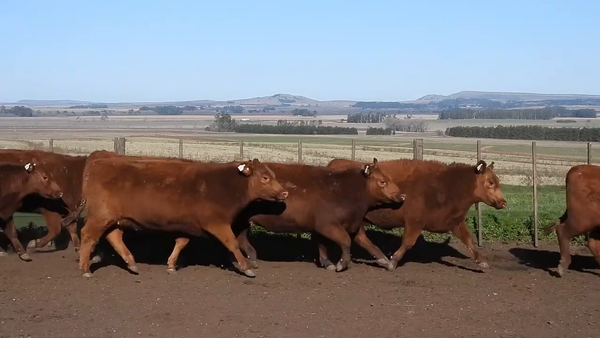 Lote NUMAEL S.A. Vaquillonas PC