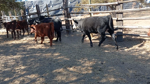 Lote 35 Vaquilla Engorda en San Pedro, Región Metropolitana