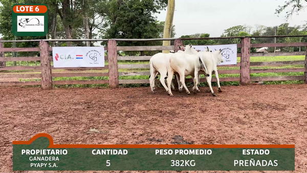 Lote PIAPY