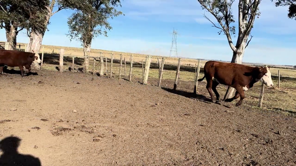 Lote VAQUILLONAS MAS DE 2 AÑOS