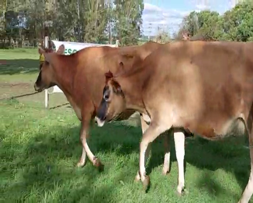 Lote 2 Vaca YERSEY 450kg - , San José