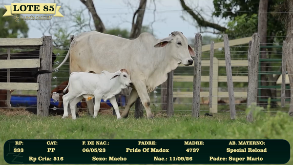 Lote LOTE 85