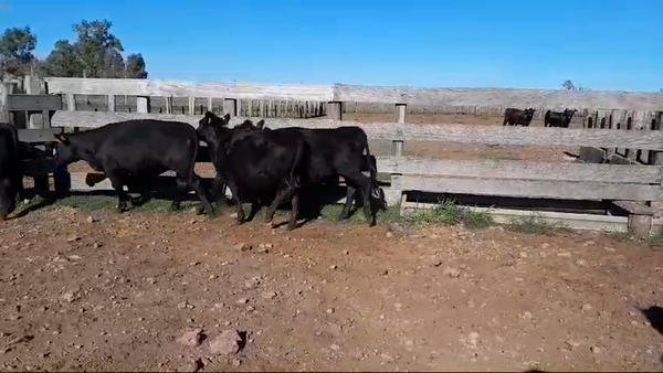 Lote 5 Terneras 5 AA 236kg -  en BALTASAR BRUM, 8 KM AL SUR POR CAMINO A TERMAS