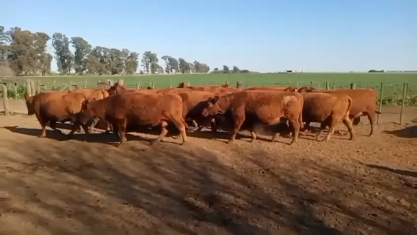 Lote 35 Vacas faena en Santa Fe, Christophersen