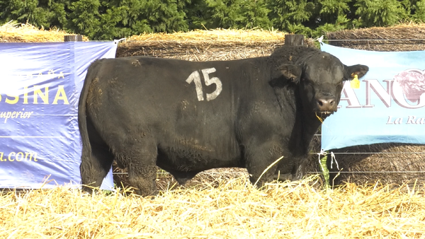 29 - 4000N — TOROS ANGUS PURO CONTROLADO