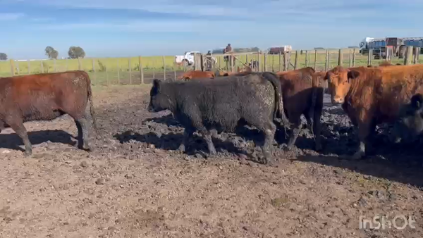 Lote 20 Vaquillonas C/ gtia de preñez