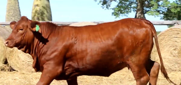 Lote HEMBRAS ÉLITE PREÑADAS - PROSPECTO DE DONANTE