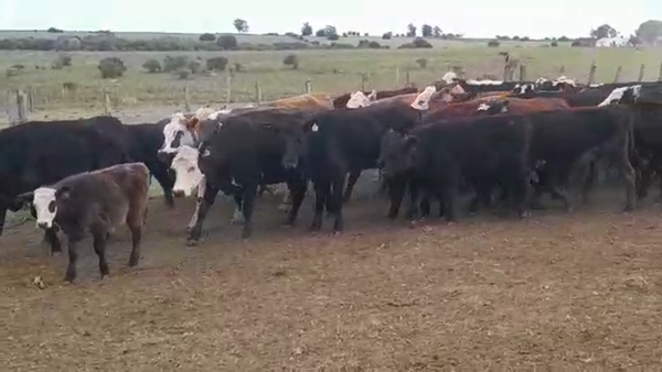 Lote (Vendido)60 Piezas de cría en LA SIERRA