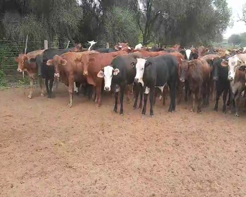 Lote 60 Novillitos en Tintina, Santiago del Estero