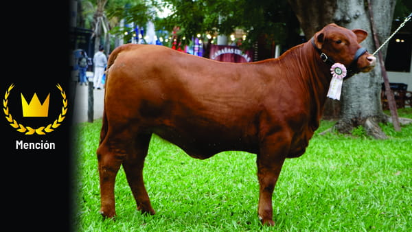 Lote Brangus a Bozal Expo 2022 RP 3177 - Lote 1