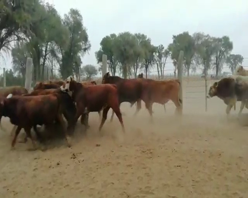 Lote 100 Terneros en Quimilí, Santiago del Estero