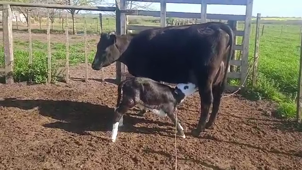 Lote Vaquillonas 1 a 2 años KIWI 450kg - , San José