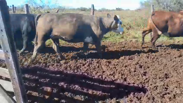 Lote 50 Vacas faena UE