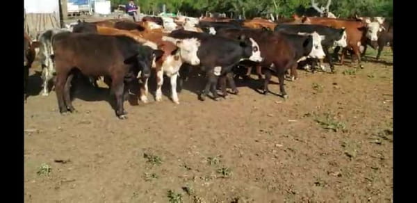 Lote 65 Terneros/as en Villaguay, Entre Ríos