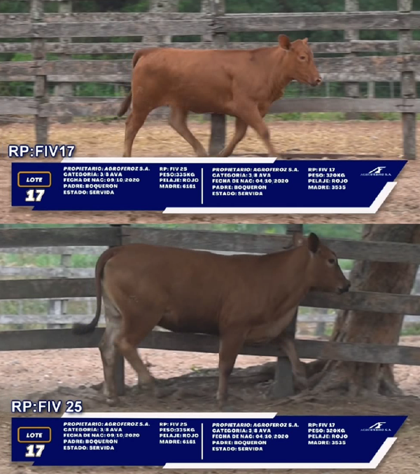 Lote LOTE 17 - DUO