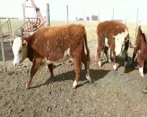 Lote 22 Terneros/as en Laprida, Buenos Aires