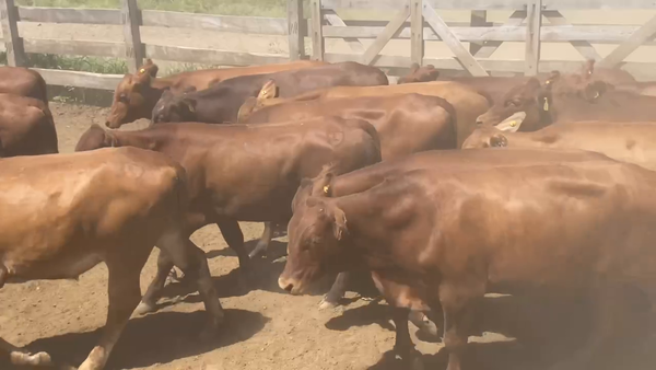 Lote 120 Novillitos en Juan José Castelli, Chaco