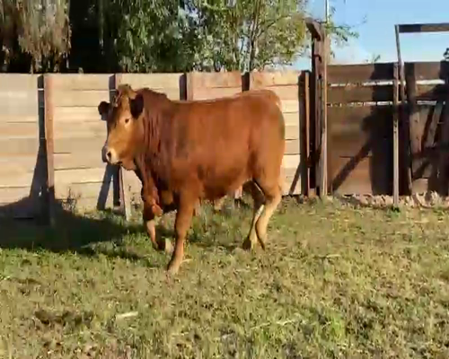 Lote 1 Toros reproductor en Gral. Rodríguez, Buenos Aires