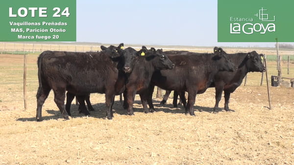 Lote VAQUILLONAS PREÑADAS MAS PARICIÓN OTOÑO