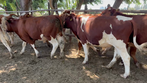 Lote 23 Novillo Engorda en Melipilla, Región Metropolitana