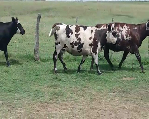 Lote (Vendido)4 Industria NORMANDAS 480kg -  en POLANCOS