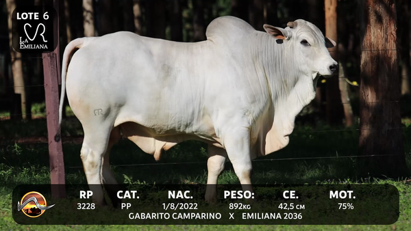 Lote LOTE 6