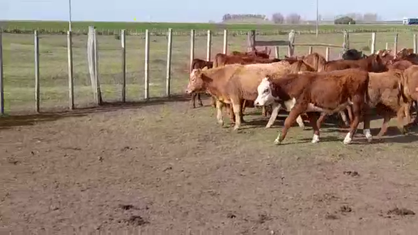 Lote TERNEROS
