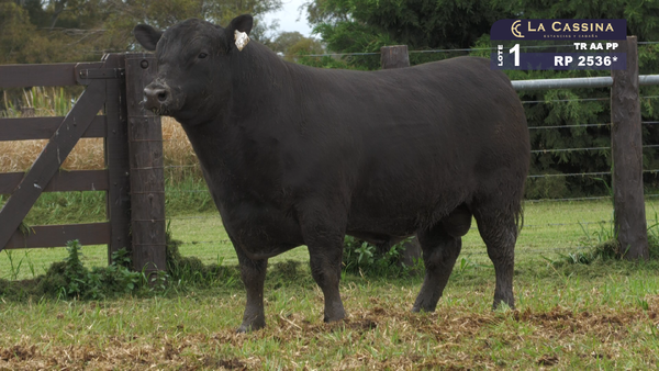 Lote TORO ABERDEEN ANGUS PURO PEDIGREE