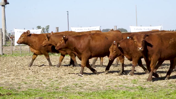 Lote Vaquillonas MAS